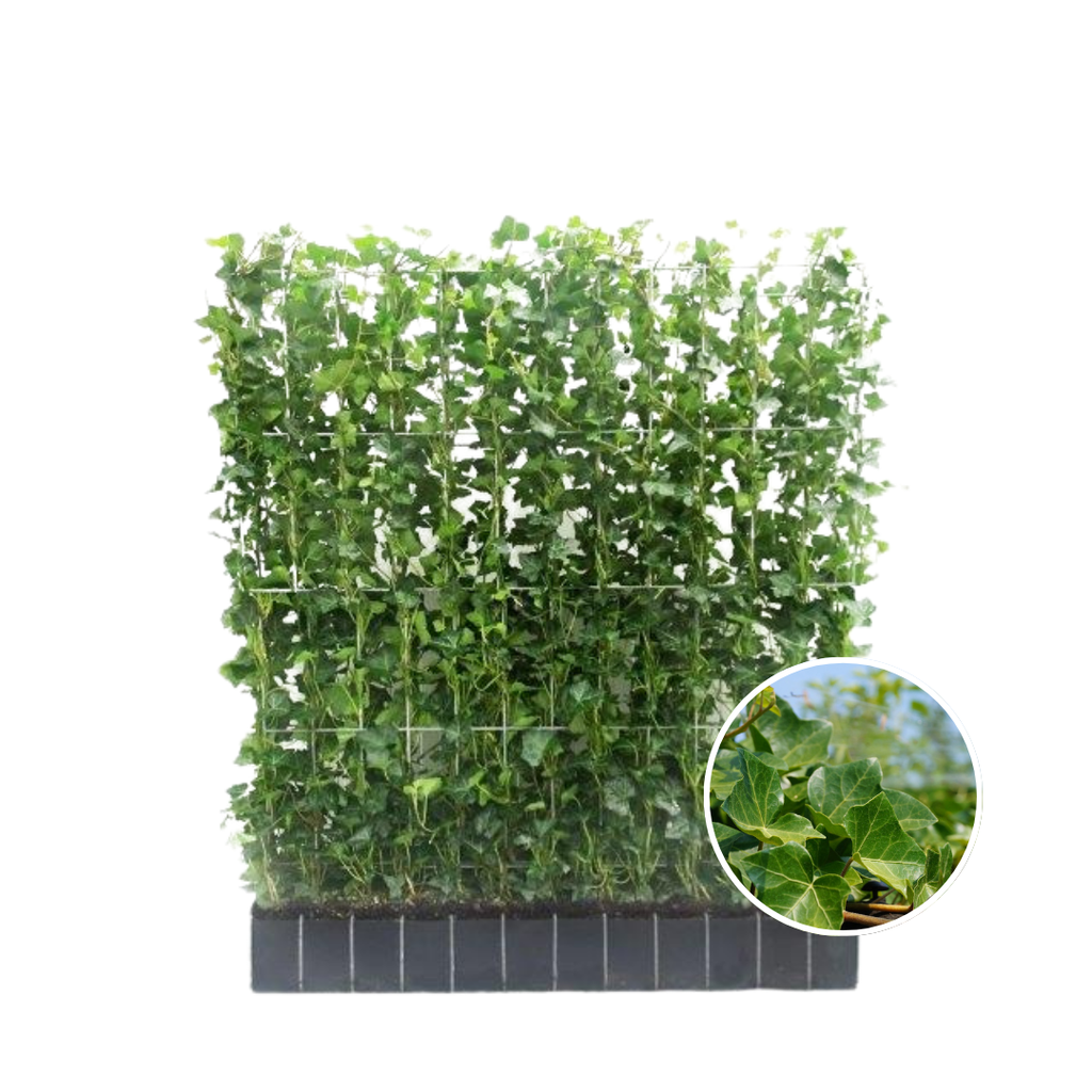 Irischer Efeu (Hedera hibernica) – winterharte Kletterpflanze, Höhe ca. 120 cm