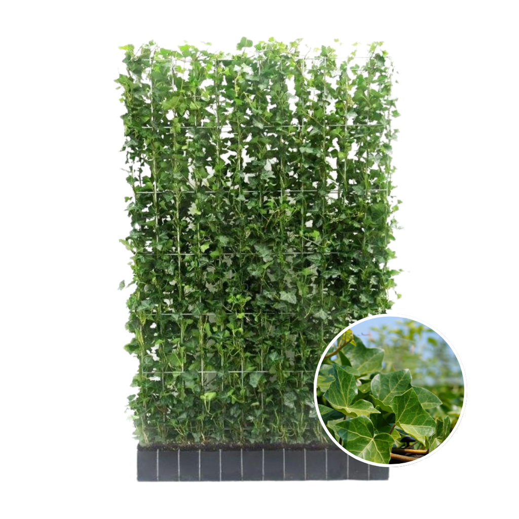 Hedera Hibernica - Efeu - Fertighecke - ↨180 cm