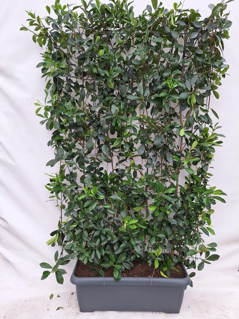 Photinia Fraseri 'Red Robin' - Glanzmispel - Fertighecke - 120 x 180 cm