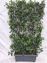 Glanzmispel 'Red Robin' (Photinia fraseri) – winterharter immergrüner Strauch, Höhe ca. 180 cm