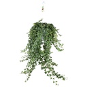 Efeu (Hedera helix) – winterharte Kletterpflanze, Topf-Ø 24 cm, Höhe ca. 24 cm