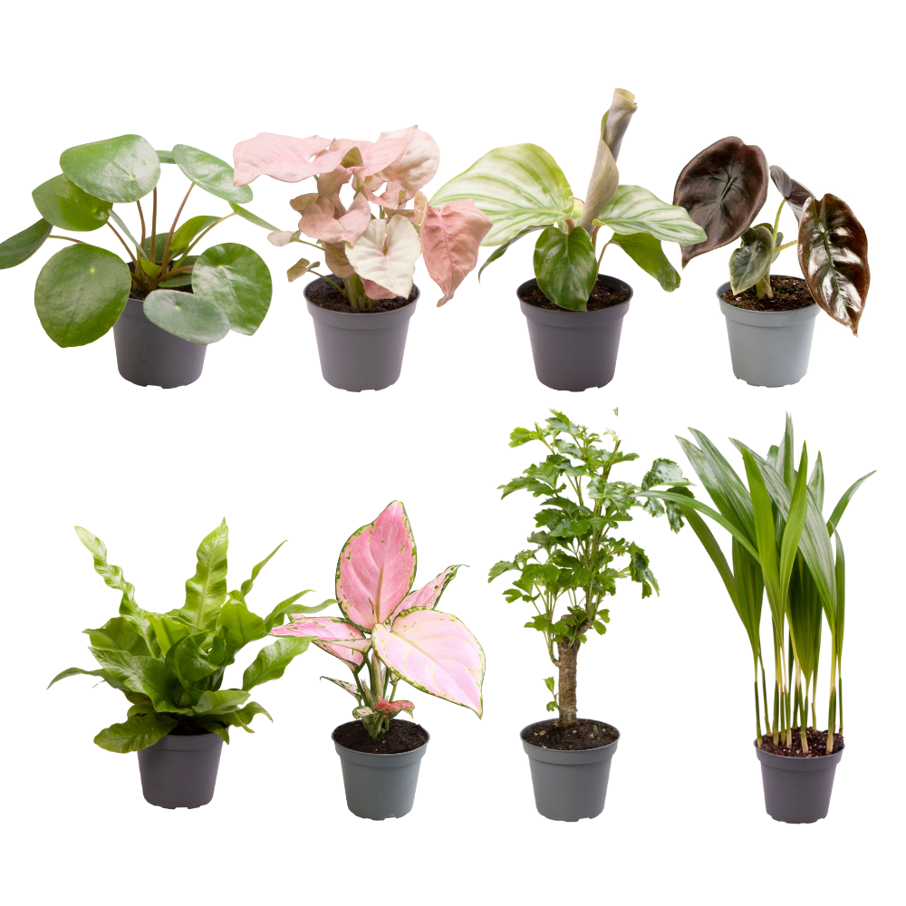 Babypflanzen-Überraschungsbox - Topf-Ø 6 cm - Höhe ca. 5 cm - x8