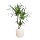 Drachenbaum (Dracaena marginata) – pflegeleichte Zimmerpflanze, Höhe ca. 95 cm