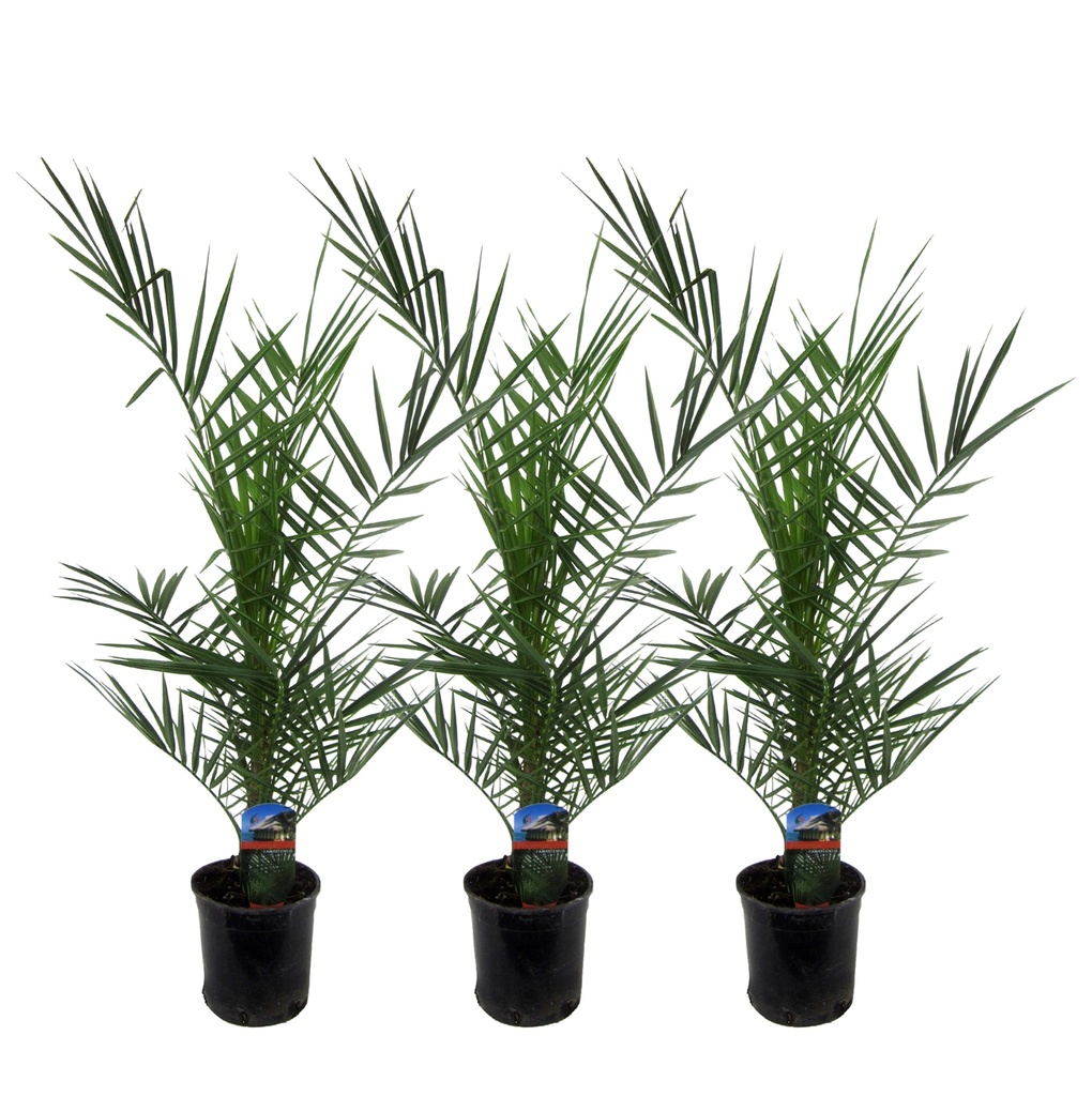 Kanarische Dattelpalme 3er-Set (Phoenix canariensis) – pflegeleichte Zimmerpflanze, Höhe ca. 80 cm