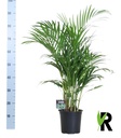 Goldfruchtpalme (Dypsis lutescens) – pflegeleichte Zimmerpflanze, Topf-Ø 19 cm, Höhe ca. 100 cm