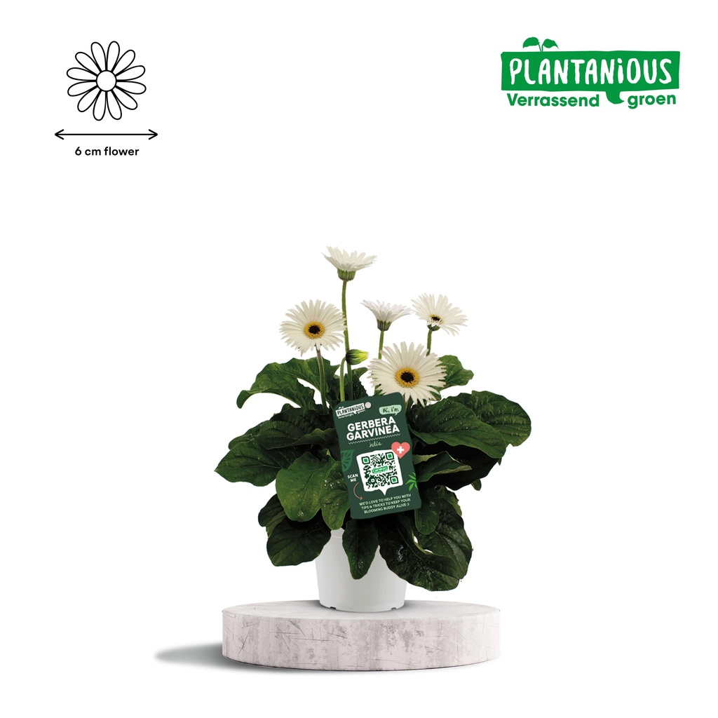 Garvinea Gerbera Weiß - Ø19cm - ↕50cm