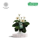 Gerbera (Garvinea gerbera) – winterharte Kübelpflanze, Topf-Ø 19 cm, Höhe ca. 50 cm