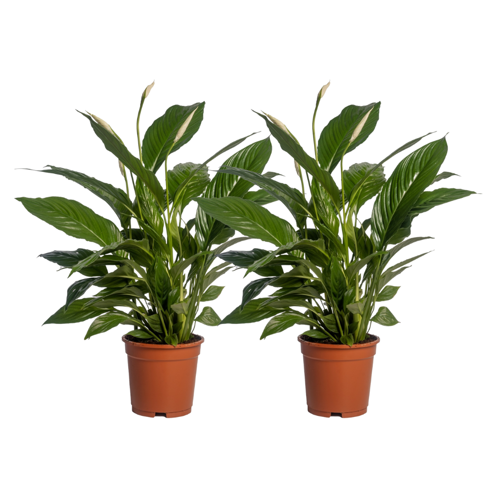 Einblatt (Spathiphyllum vivaldi) – pflegeleichte Zimmerpflanze, Topf-Ø 17 cm, Höhe ca. 70 cm