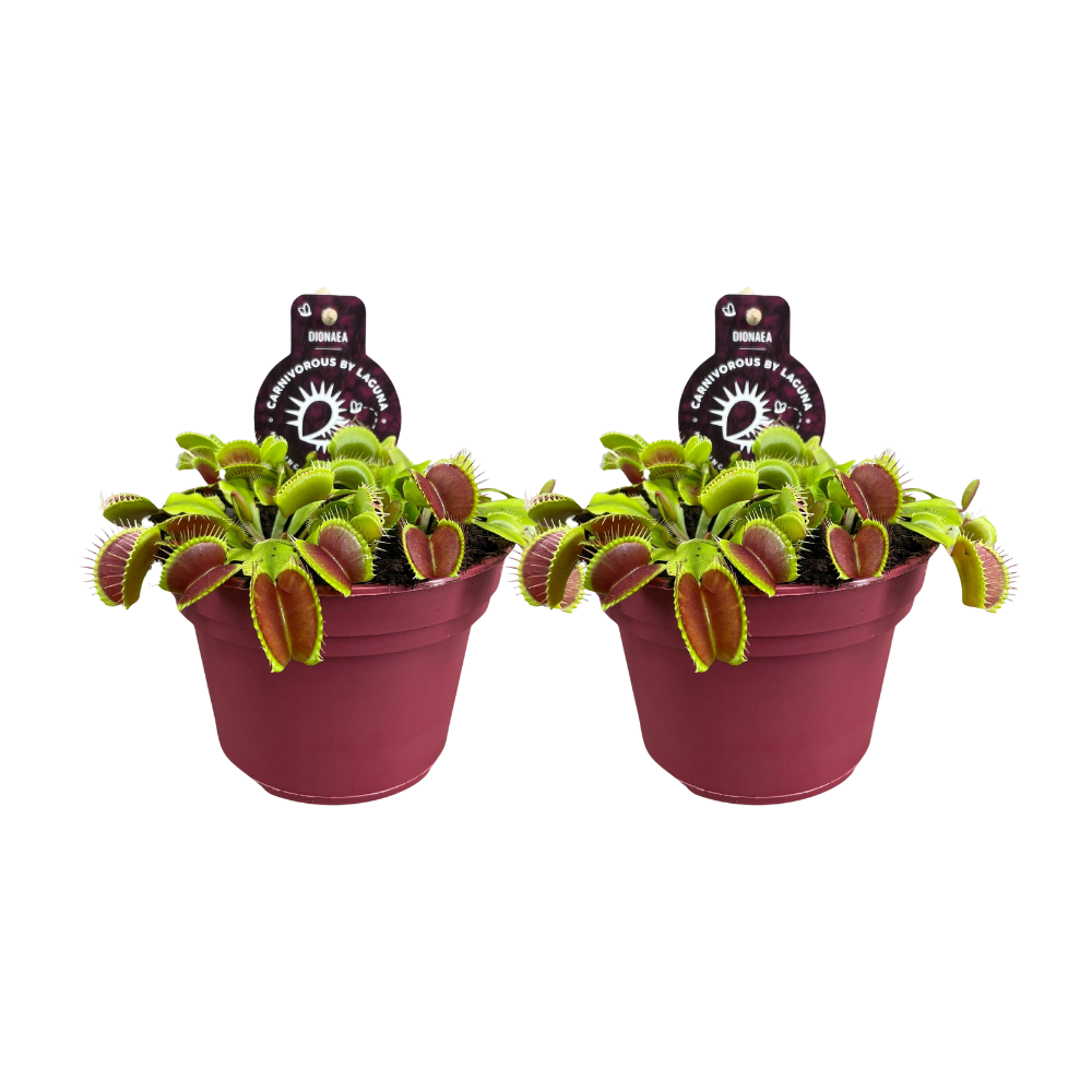 Venusfliegenfalle (Dionaea muscipula) – pflegeleichte Zimmerpflanze, Topf-Ø 12 cm, Höhe ca. 12 cm