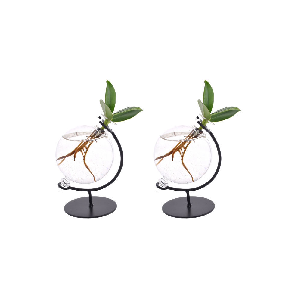 Balsamapfel (Clusia in) – pflegeleichte Zimmerpflanze, Topf-Ø 5 cm, Höhe ca. 10 cm