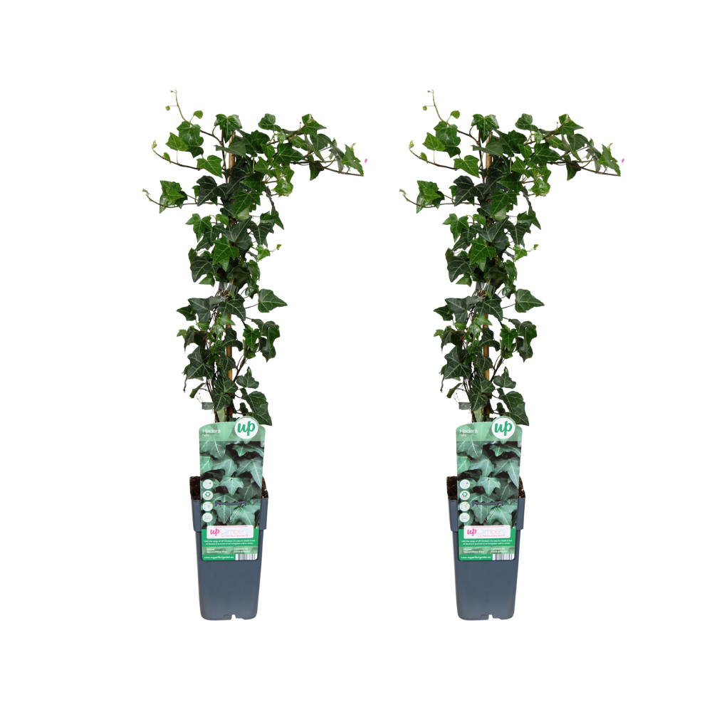 Efeu (Hedera helix) – winterharte Kletterpflanze, Topf-Ø 15 cm, Höhe ca. 65 cm