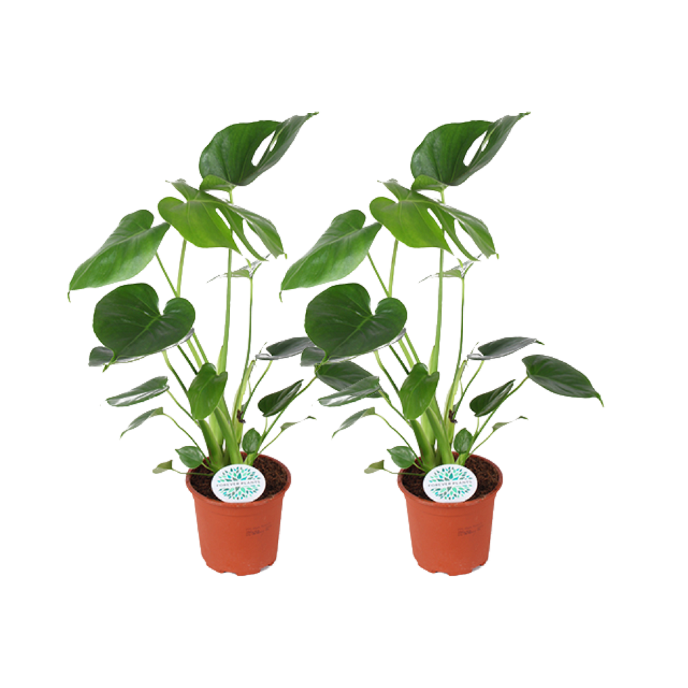 Fensterblatt (Monstera deliciosa) – pflegeleichte Zimmerpflanze, Topf-Ø 14 cm, Höhe ca. 45 cm