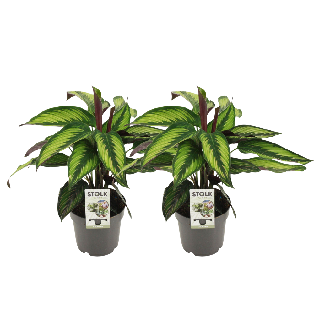Königliche Korbmarante (Calathea majestica) – pflegeleichte Zimmerpflanze, Topf-Ø 14 cm, Höhe ca. 45 cm