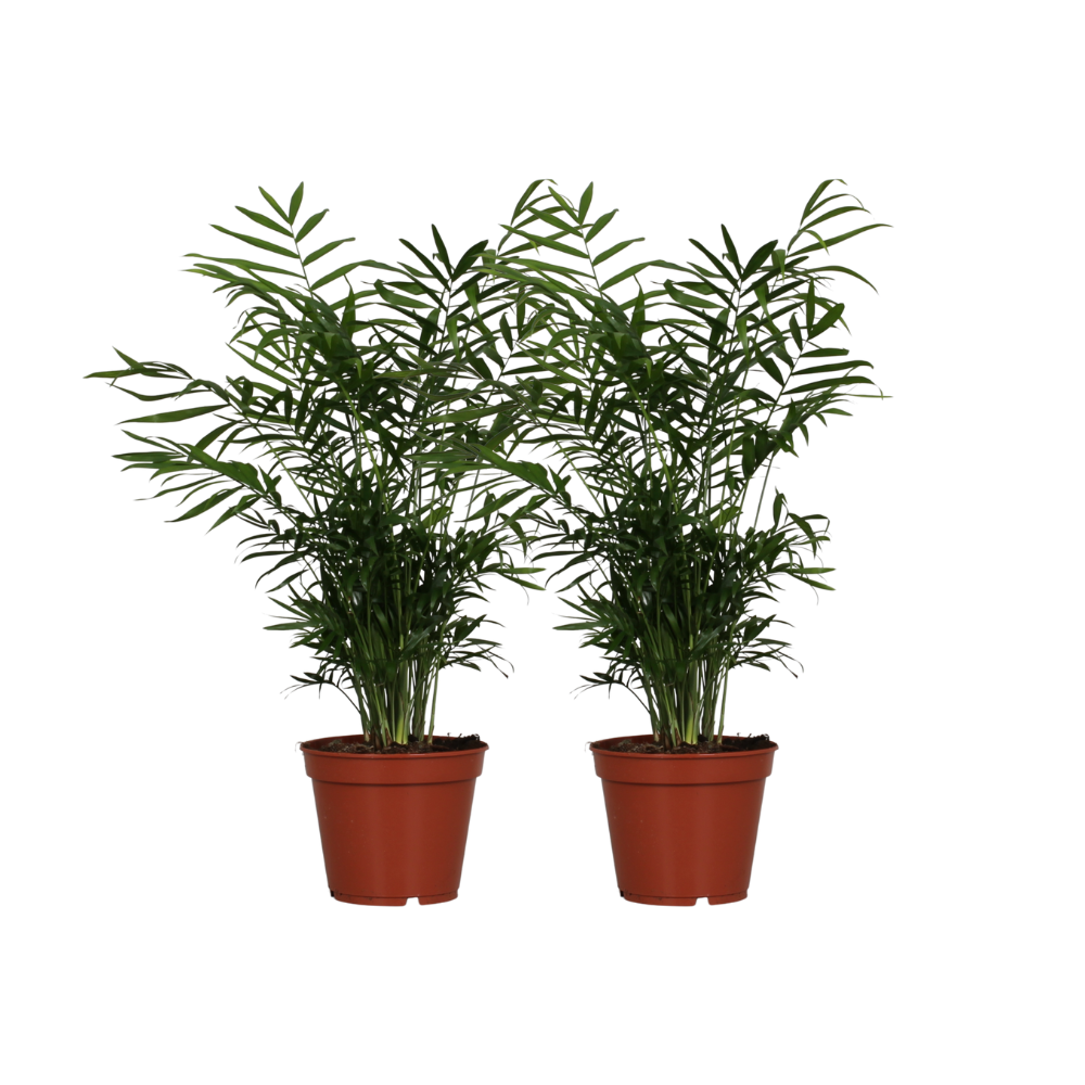 Bergpalme (Chamaedorea elegans) – pflegeleichte Zimmerpflanze, Topf-Ø 17 cm, Höhe ca. 55 cm