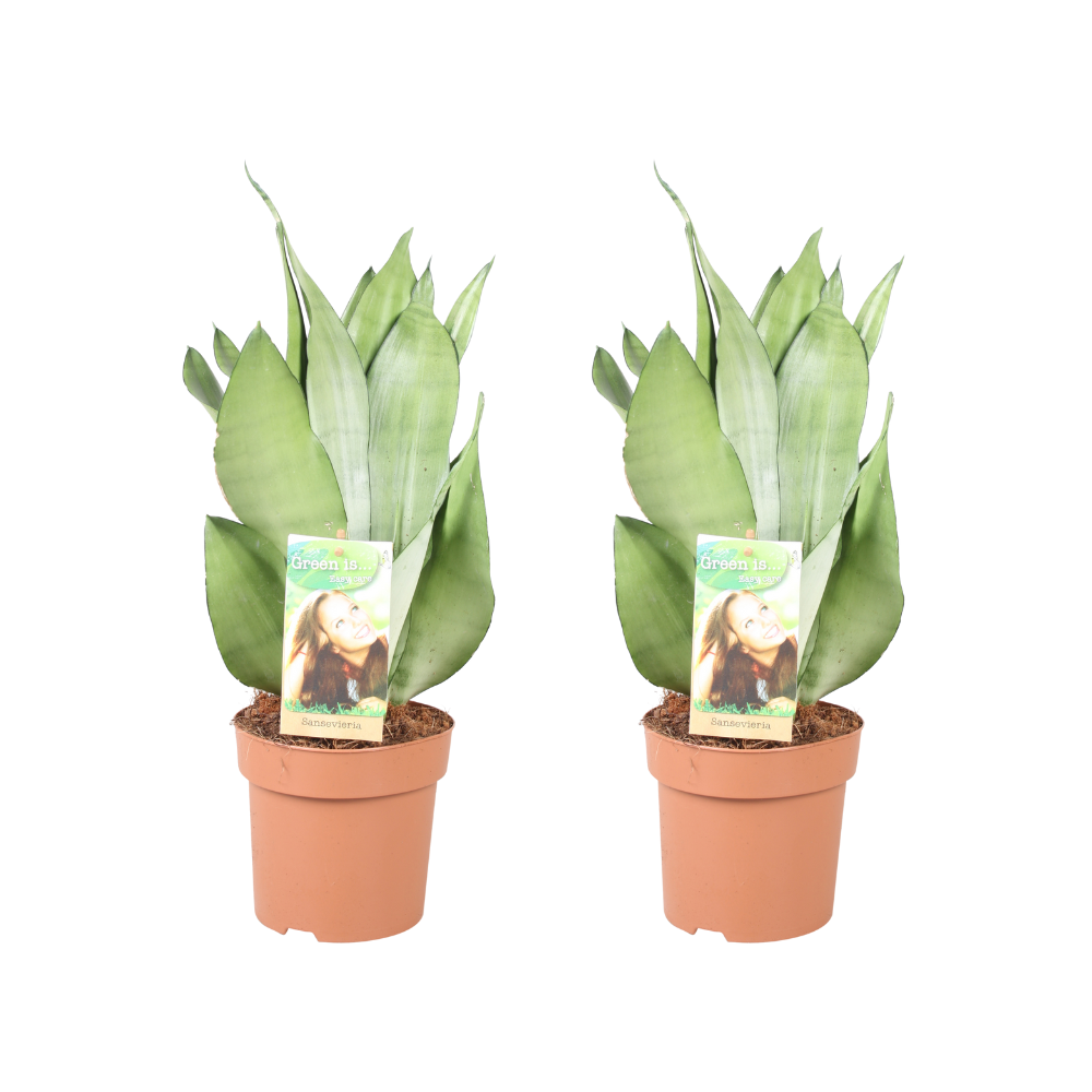 Bogenhanf (Sansevieria trifasciata) – pflegeleichte Zimmerpflanze, Topf-Ø 14 cm, Höhe ca. 40 cm