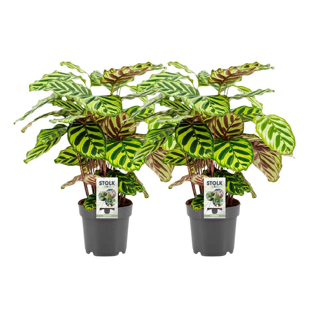 Pfauen-Korbmarante (Calathea makoyana) – pflegeleichte Zimmerpflanze, Topf-Ø 14 cm, Höhe ca. 45 cm