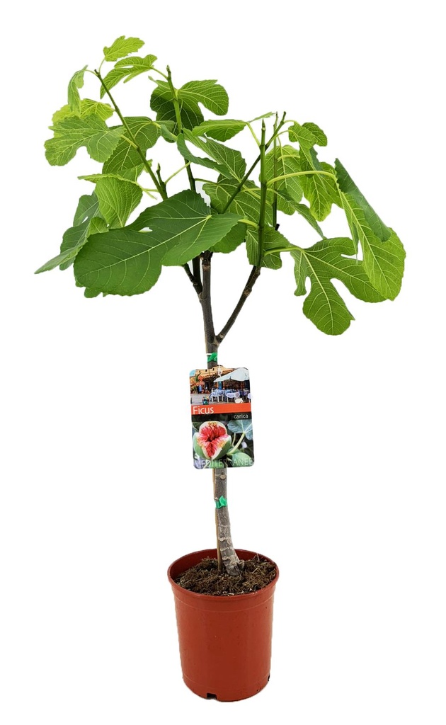 Echte Feige (Ficus carica) – winterharter Fruchtbaum, Topf-Ø 17 cm, Höhe ca. 80 cm