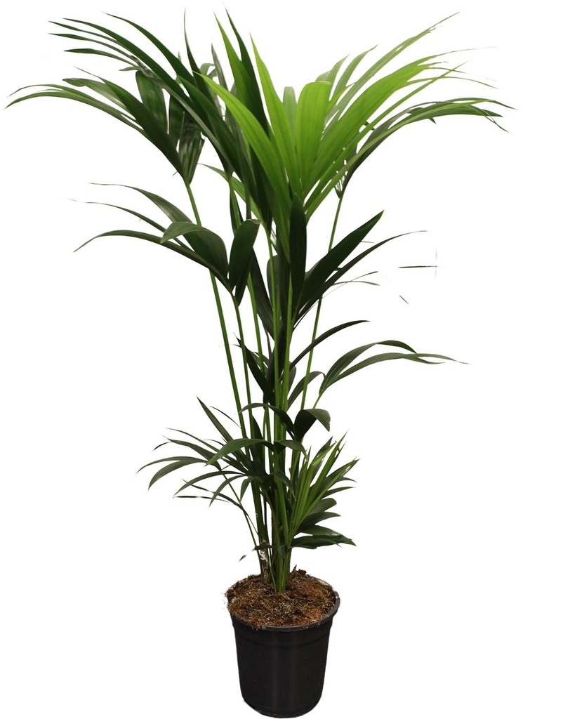 Howea Forsteriana (Kentia) 5 Stamm 120-140cm - Ø21cm - ↕120cm