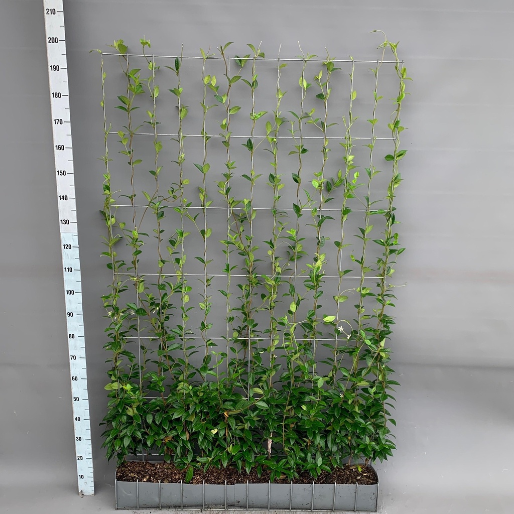 Sternjasmin (Trachelospermum jasminoides) – winterharte Kletterpflanze, Höhe ca. 180 cm