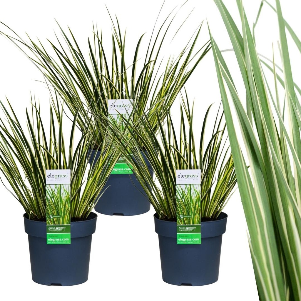 Zwergkalmus 'Argenteostriatus' 3er-Set (Acorus gramineus) – winterharte Sumpfpflanze, Topf-Ø 14 cm, Höhe ca. 30 cm