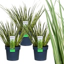 Zwergkalmus 'Argenteostriatus' 3er-Set (Acorus gramineus) – winterharte Sumpfpflanze, Topf-Ø 14 cm, Höhe ca. 30 cm
