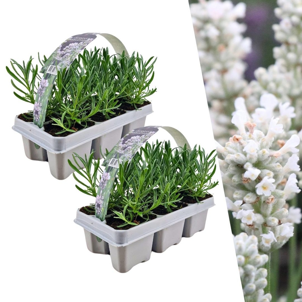 2 x 6 Set Lavendel angustifolia Weiß - 12 x Ø7 cm - ↕15 cm