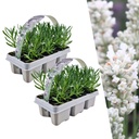 2 x 6 Set Lavendel angustifolia Weiß - 12 x Ø7 cm - ↕15 cm