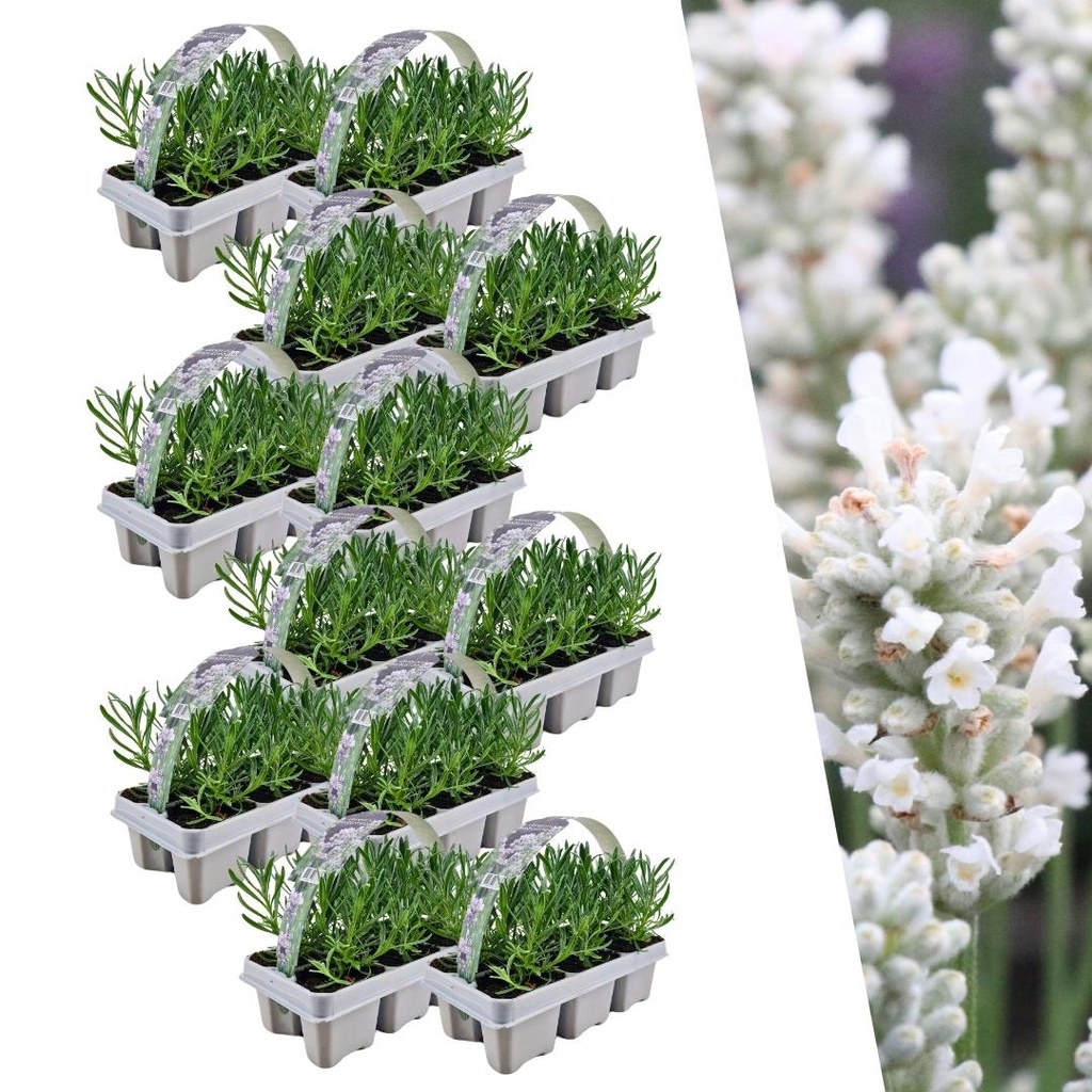 12 x 6 Set Lavendel angustifolia Weiß - 72 x Ø7 cm - ↕15 cm
