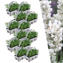 12 x 6 Set Lavendel angustifolia Weiß - 72 x Ø7 cm - ↕15 cm
