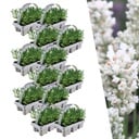 12 x 6 Set Lavendel angustifolia Weiß - 72 x Ø7 cm - ↕15 cm