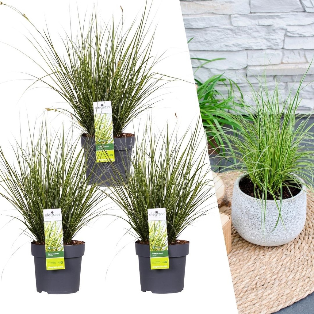 Bunte Segge 3er-Set (Carex brunnea) – winterhartes Ziergras, Topf-Ø 14 cm, Höhe ca. 25 cm