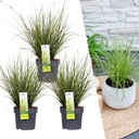 Bunte Segge 3er-Set (Carex brunnea) – winterhartes Ziergras, Topf-Ø 14 cm, Höhe ca. 25 cm