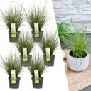 Weißbunte Segge 6er-Set (Carex brunnea) – winterhartes Ziergras, Topf-Ø 14 cm, Höhe ca. 25 cm