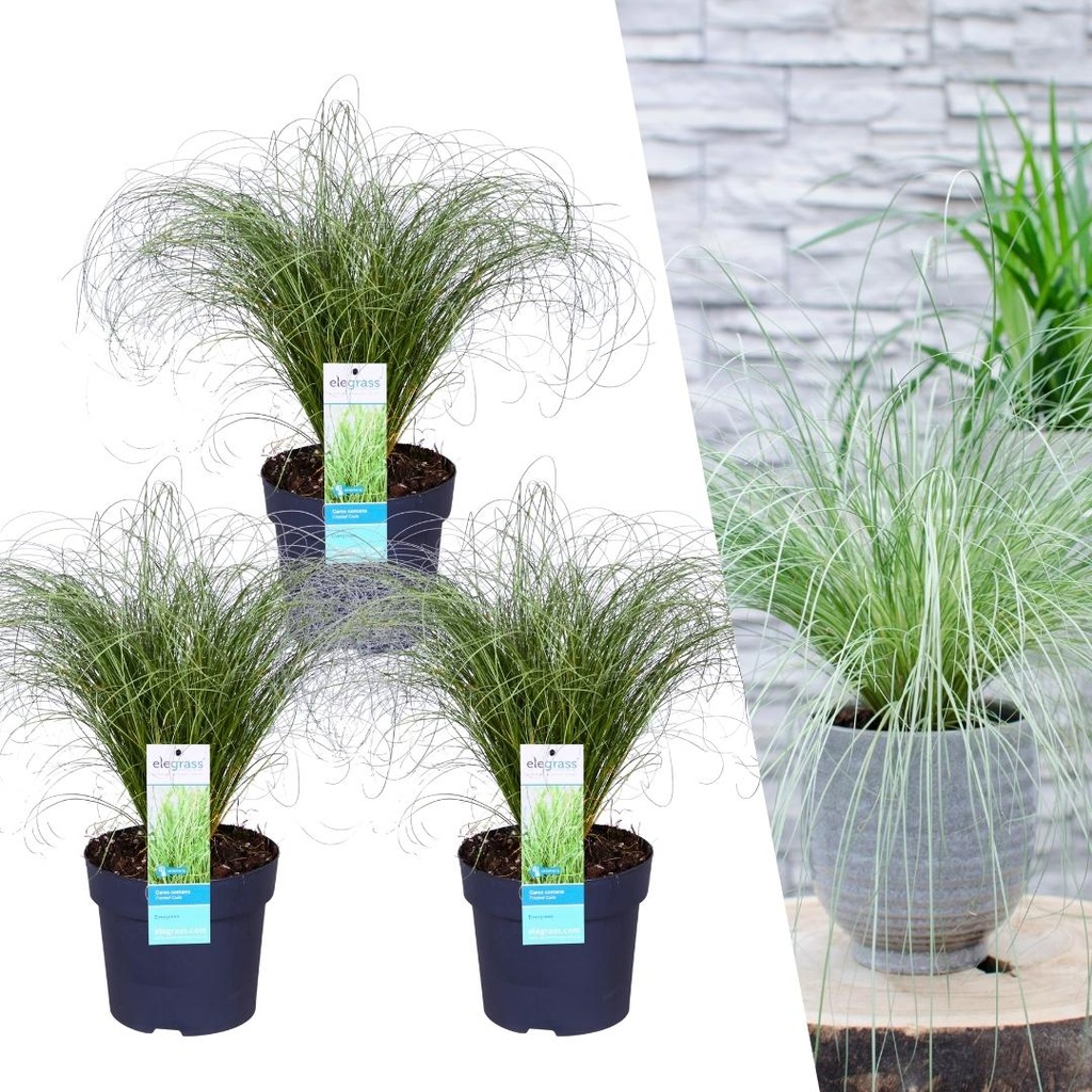 Ziersegge 'Frosted Curls' 3er-Set (Carex comans) – winterhartes Ziergras, Topf-Ø 14 cm, Höhe ca. 25 cm