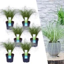 Ziersegge 'Frosted Curls' 6er-Set (Carex comans) – winterhartes Ziergras, Topf-Ø 14 cm, Höhe ca. 25 cm