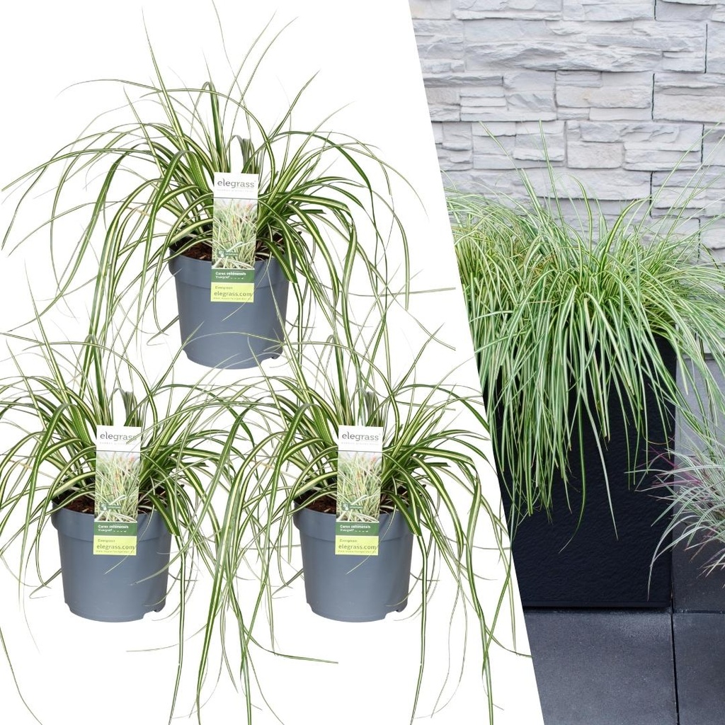 Japanische Segge 'Evergold' 3er-Set (Carex hachijoensis) – winterhartes Ziergras, Topf-Ø 14 cm, Höhe ca. 25 cm