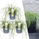 Japanische Segge 'Evergold' 3er-Set (Carex hachijoensis) – winterhartes Ziergras, Topf-Ø 14 cm, Höhe ca. 25 cm