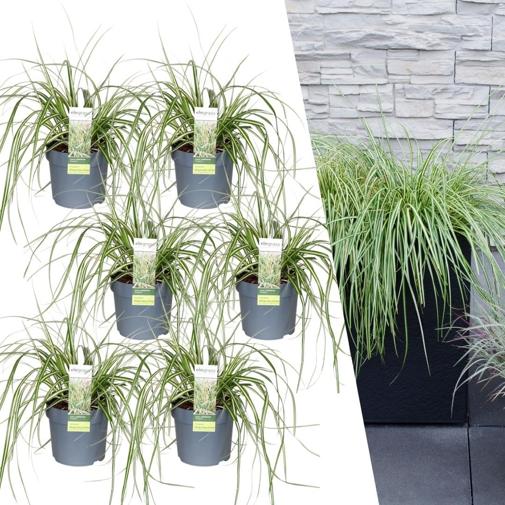 Japanische Segge 'Evergold' 6er-Set (Carex hachijoensis) – winterhartes Ziergras, Topf-Ø 14 cm, Höhe ca. 25 cm