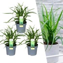 Japan-Segge 'Irish Green' 3er-Set (Carex morrowii) – winterhartes Ziergras, Topf-Ø 14 cm, Höhe ca. 25 cm