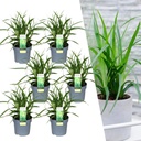 Japanische Segge 'Irish Green' 6er-Set (Carex morrowii) – winterhartes Ziergras, Topf-Ø 14 cm, Höhe ca. 25 cm