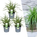 Japanische Segge 'Ice Dance' 3er-Set (Carex morrowii) – winterhartes Ziergras, Topf-Ø 14 cm, Höhe ca. 25 cm