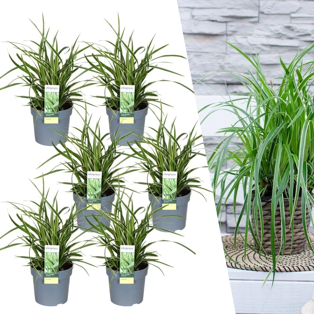 Japan-Segge 'Ice Dance' 6er-Set (Carex morrowii) – winterhartes Ziergras, Topf-Ø 14 cm, Höhe ca. 25 cm