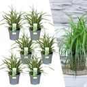 Japan-Segge 'Ice Dance' 6er-Set (Carex morrowii) – winterhartes Ziergras, Topf-Ø 14 cm, Höhe ca. 25 cm