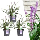 Lilientraube 'Ingwersen' 3er-Set (Liriope muscari) – winterharte immergrüne Staude, Topf-Ø 14 cm, Höhe ca. 25 cm