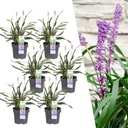 Lilientraube 'Ingwersen' 6er-Set (Liriope muscari) – winterharte immergrüne Staude, Topf-Ø 14 cm, Höhe ca. 25 cm