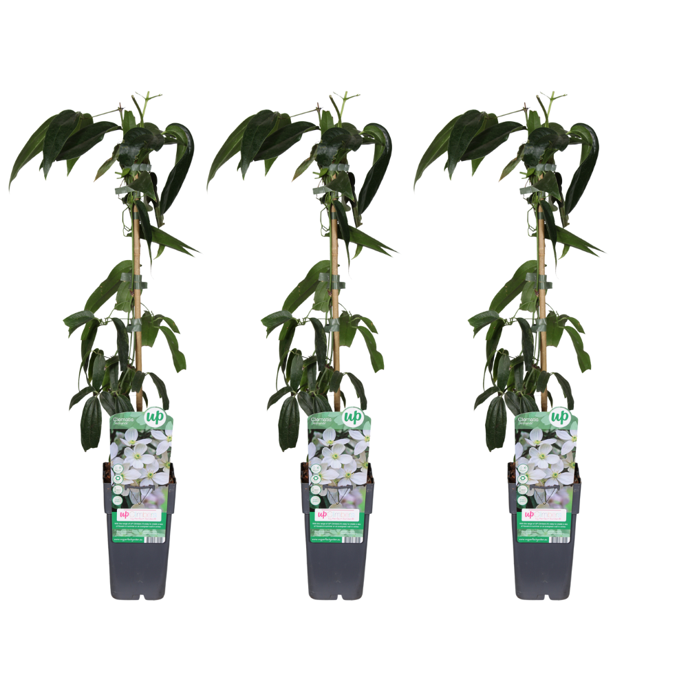 Immergrüne Waldrebe (Clematis armandii) – winterharte Kletterpflanze, Topf-Ø 15 cm, Höhe ca. 65 cm
