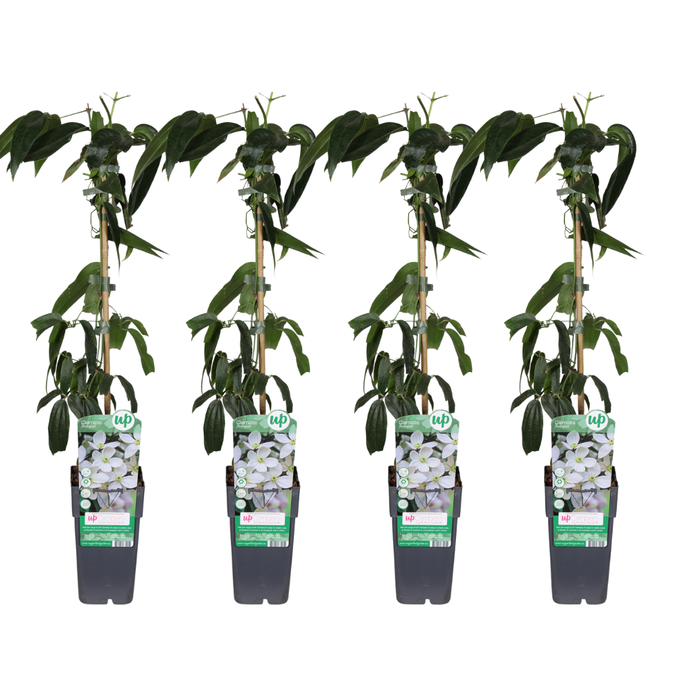 Armans-Waldrebe (Clematis armandii) – winterharte Kletterpflanze, Topf-Ø 15 cm, Höhe ca. 65 cm