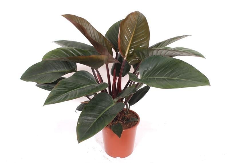 Philodendron Red Beauty - 100 cm