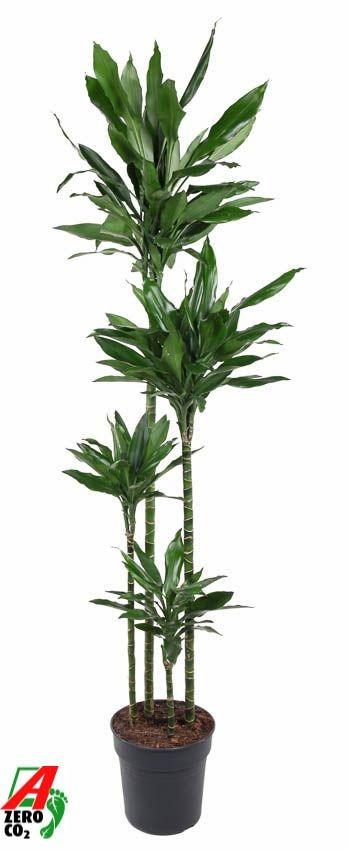 Dracaena Janet Lind XXL - 180 cm