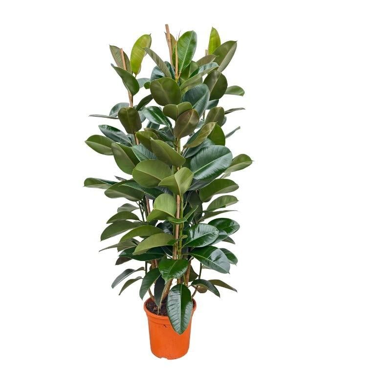 Gummibaum (Ficus elastica) – pflegeleichte Zimmerpflanze, Höhe ca. 140 cm